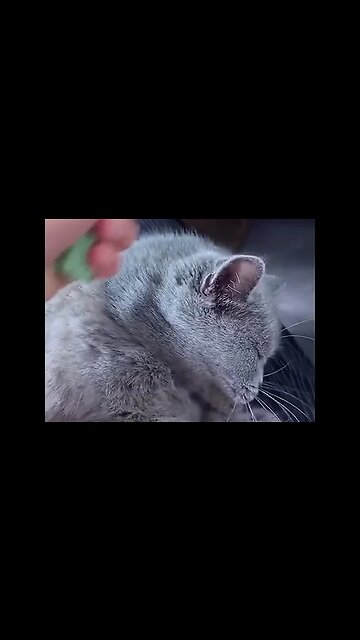 𝐃𝐨 𝐲𝐨𝐮 𝐡𝐚𝐭𝐞 𝐜𝐥𝐞𝐚𝐧𝐢𝐧𝐠 𝐮𝐩 𝐝𝐨𝐠 𝐨𝐫 𝐜𝐚𝐭 𝐡𝐚𝐢𝐫 𝐚𝐫𝐨𝐮𝐧𝐝 𝐲𝐨𝐮𝐫 𝐡𝐨𝐦e #viral