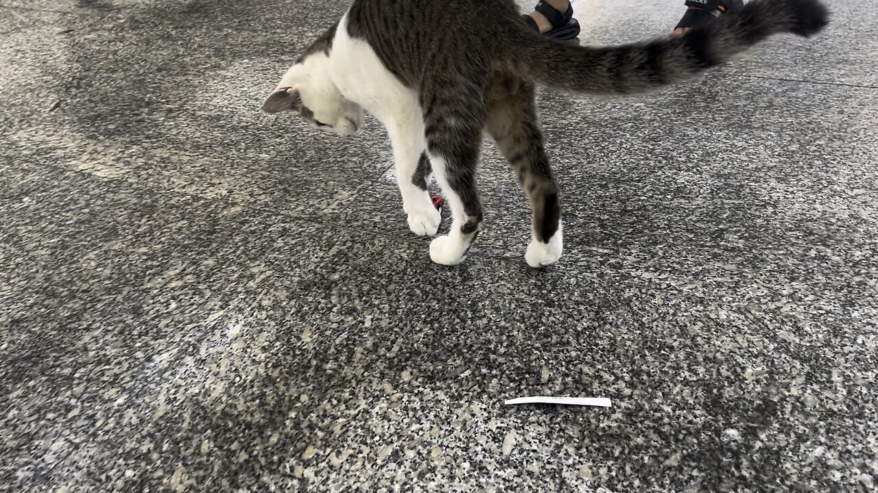 We came across a cat at the meat market that was cute.