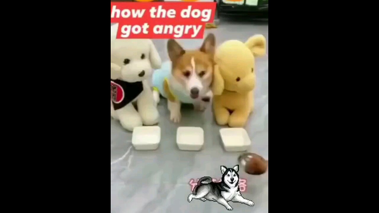 angry dog