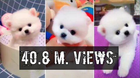 Youtube Viral Fanny Dog vibeo .. 40.8 M views Youtube 🤯