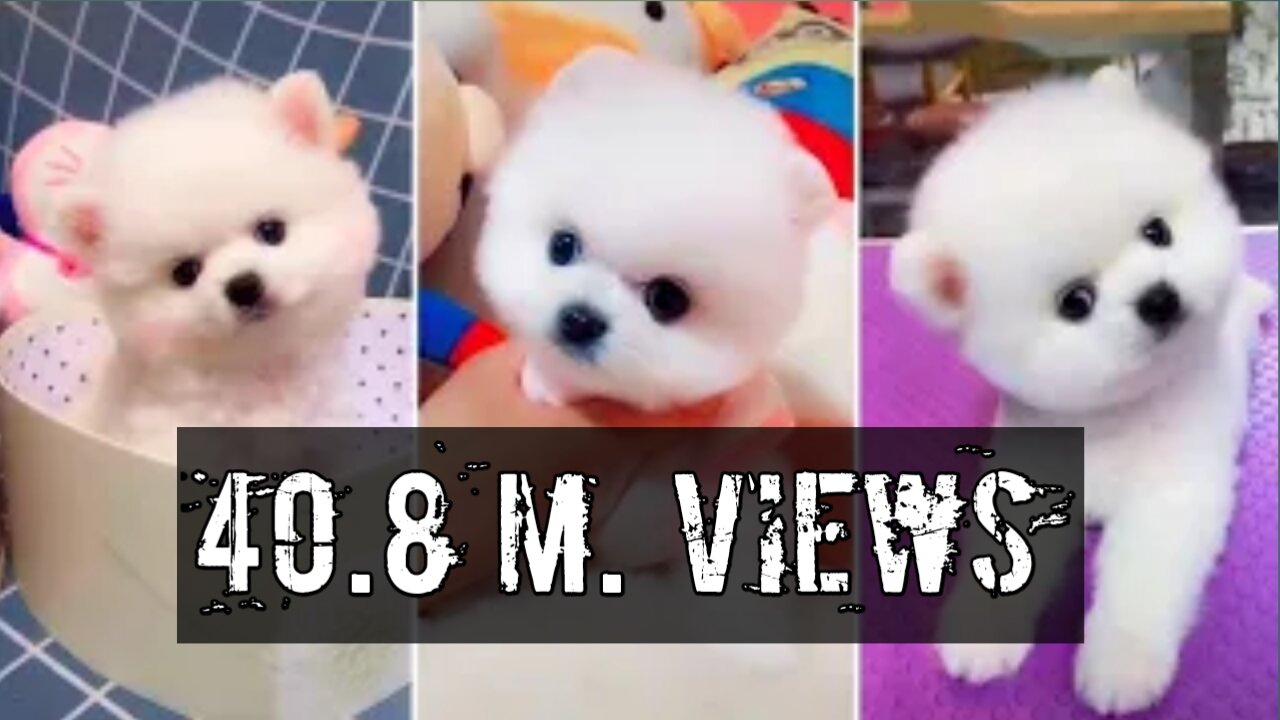 Youtube Viral Fanny Dog vibeo .. 40.8 M views Youtube 🤯