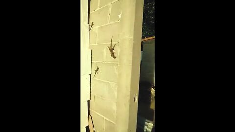 Tenso - Lagartixa comendo escorpião