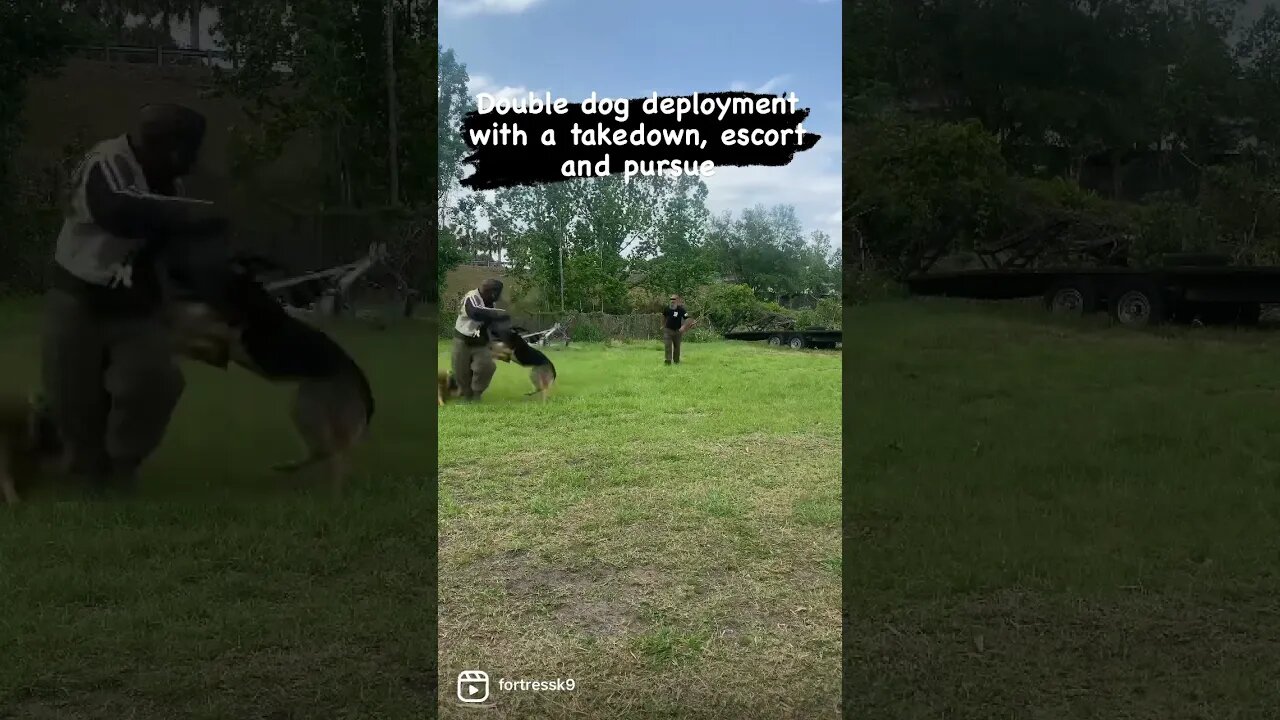 Multiple dogs working together #malinoislovers #traineddogs #protectiondog