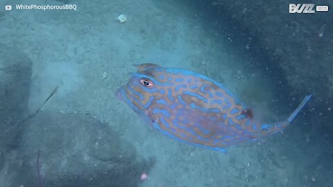 Impressionante: Peixe-vaca muda de cor! 2