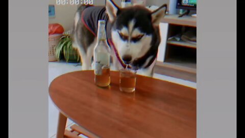 A dog that drinks alcohol, gets drunk