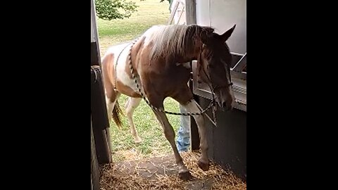 Oakley - working towards complete willing cooperation - trailer skills 9 July 2024