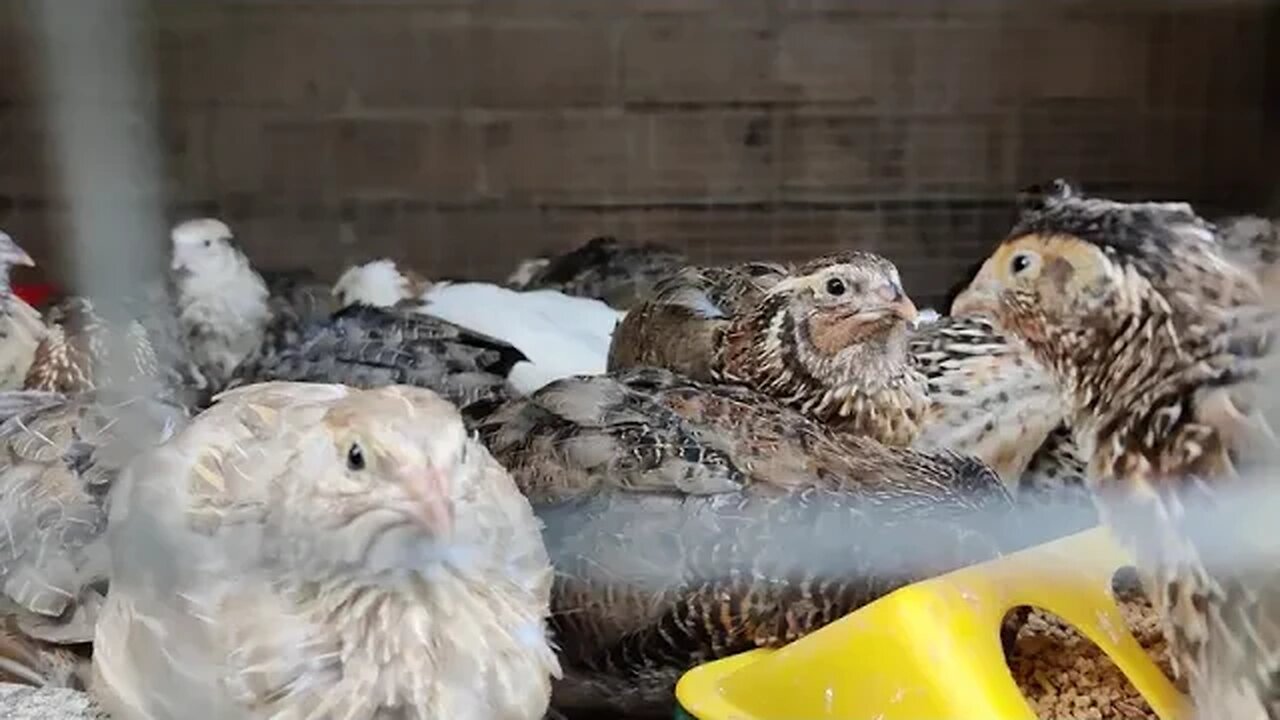 Coturnix Quail New Brood Enjoying New Run