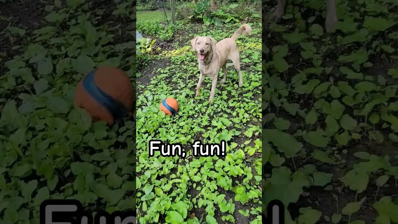 Good morning! #goodmorningsunshines #letsplay #lifewithdogs