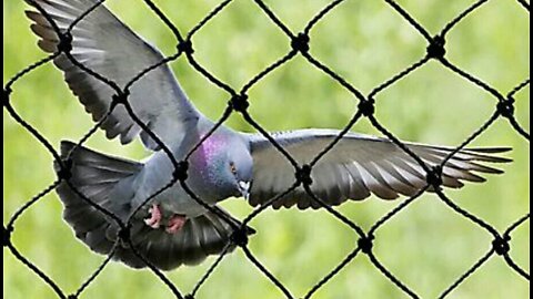 Bird Netting Services in Wagholi - Angad Bird Netting