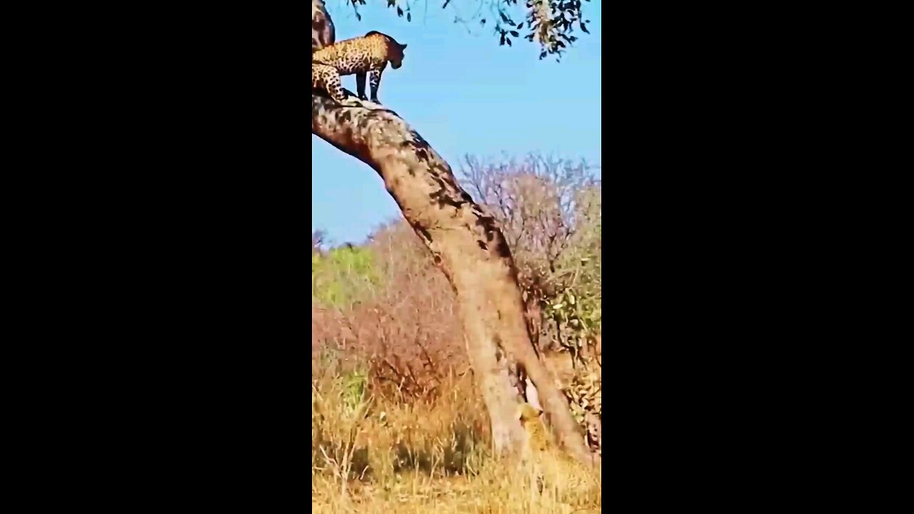 Big fight Between Loin & Leopard 🐆🐅