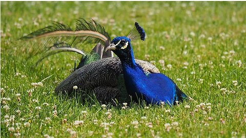 - COMO ENCONTRAR VÁRIOS VÍDEOS DE #pavos
