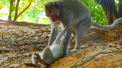 Baby Monkey Calls Mother To Carry Her Up High Tree