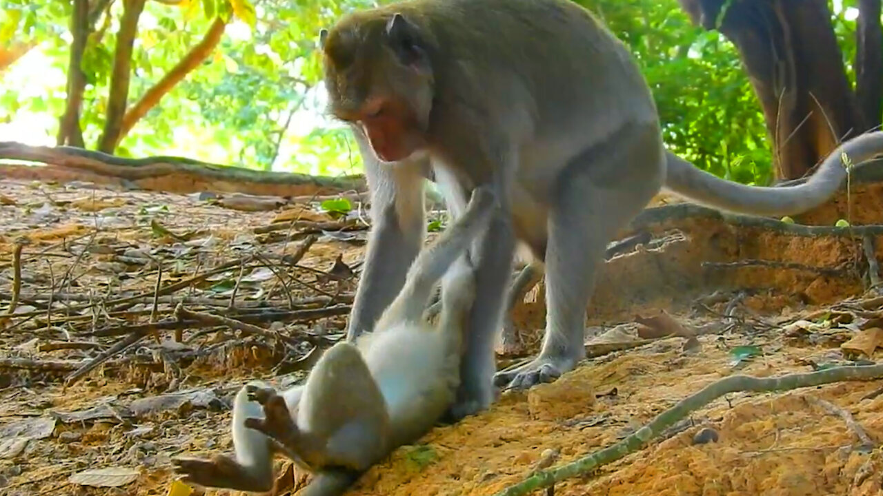 Baby Monkey Calls Mother To Carry Her Up High Tree