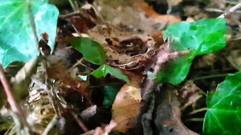 Fröschlein / little frog