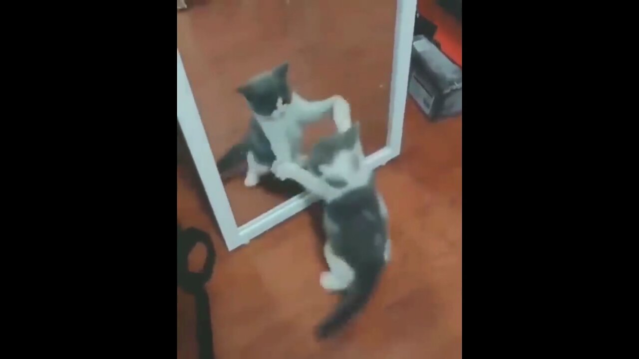 kitten playing in front of a mirror
