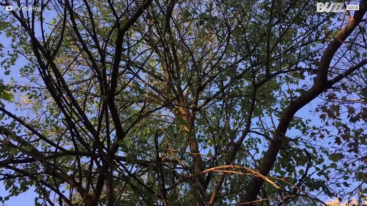 Vous avez déjà vu des feuilles gelées tomber d'un arbre?