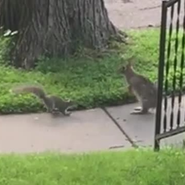 Squirrel And Rabbit Baby For Anyone Wondering If Rabbits And Squirrels Get Along In The Wild ...