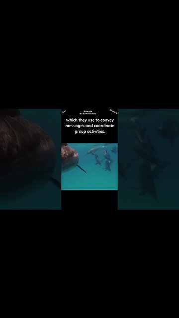 Dolphins are known for their intricate communication skills #dolphin #shorts