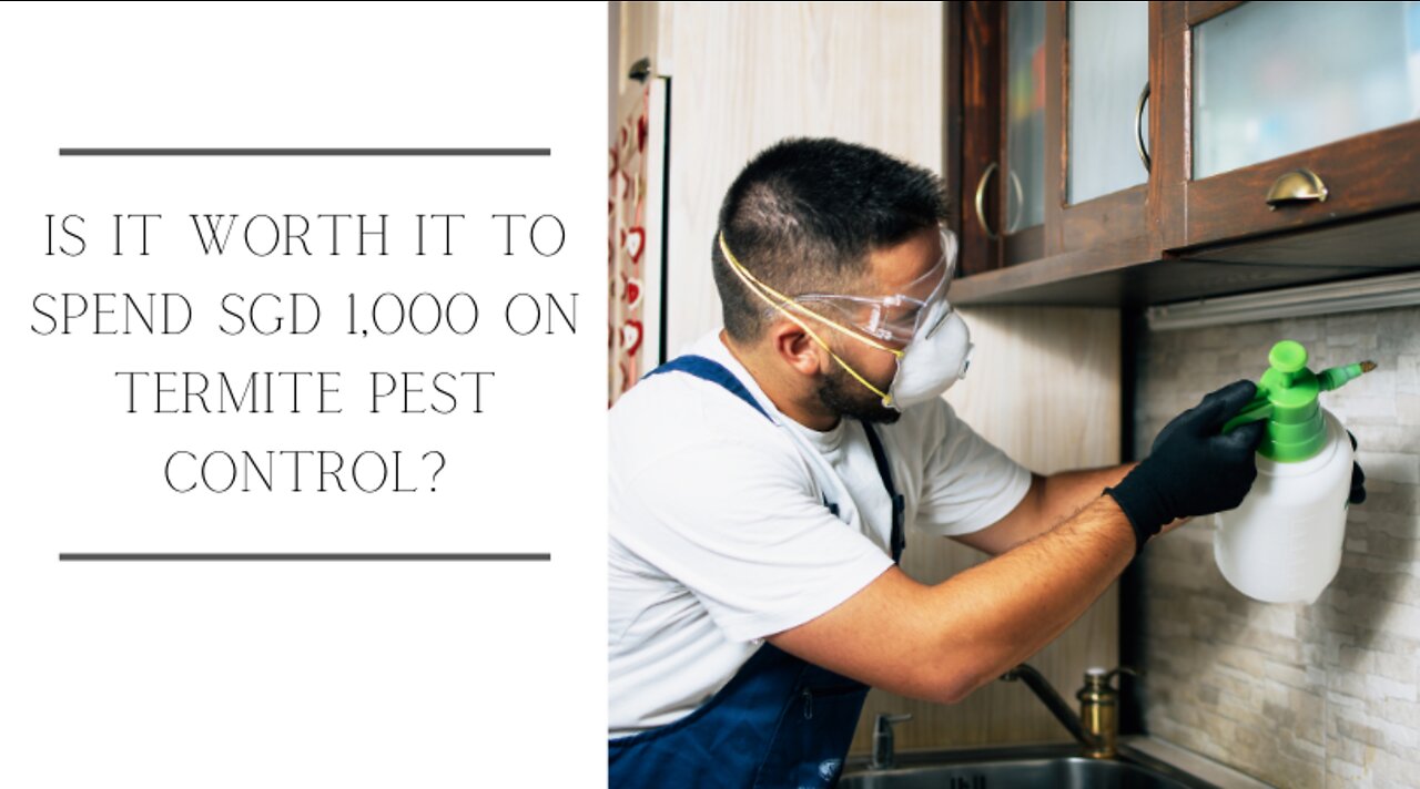 Is It Worth It to Spend SGD 1,000 on Termite Pest Control?