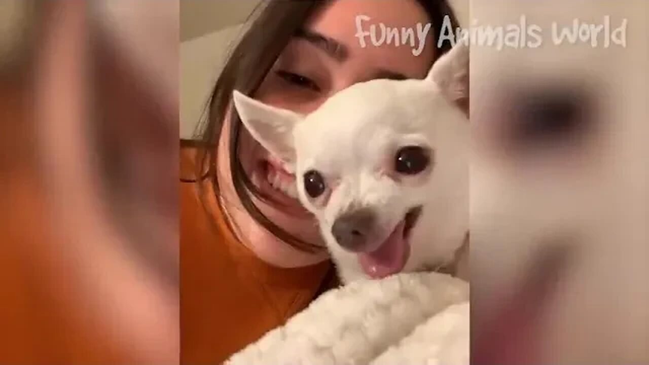 Funny Dogs And Cats Videos 2023 Best Animal Videos Of The Month &&& 10