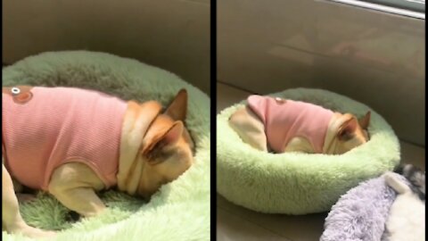 Cute french bull dog Fall asleep in a second |dog| dogs