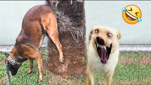 Try Not To Laugh Dogs And Cats 😁 - Best Funniest Animals Video 2023