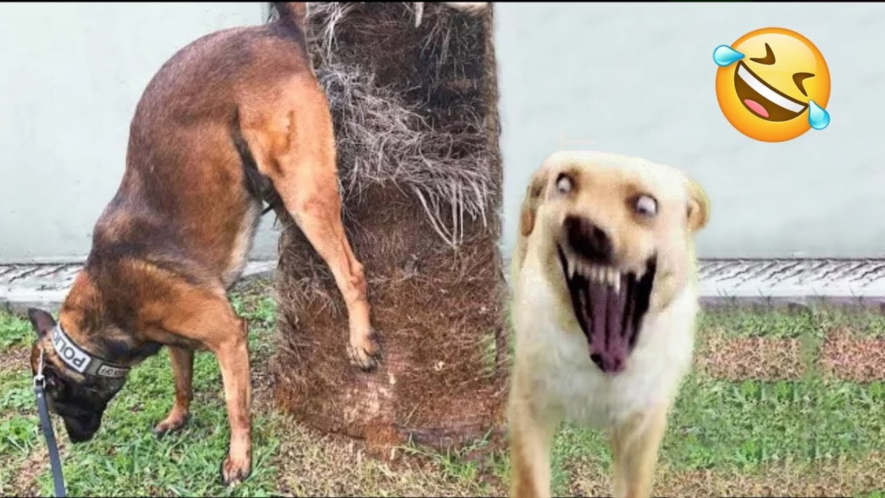 Try Not To Laugh Dogs And Cats 😁 - Best Funniest Animals Video 2023