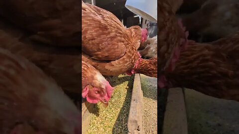#chickens #farm #shorts #short