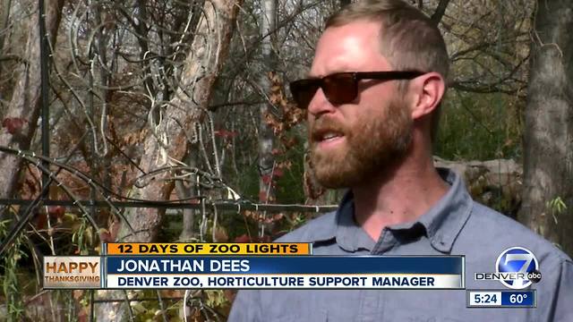 It takes months to put up the holiday lights at the Denver Zoo