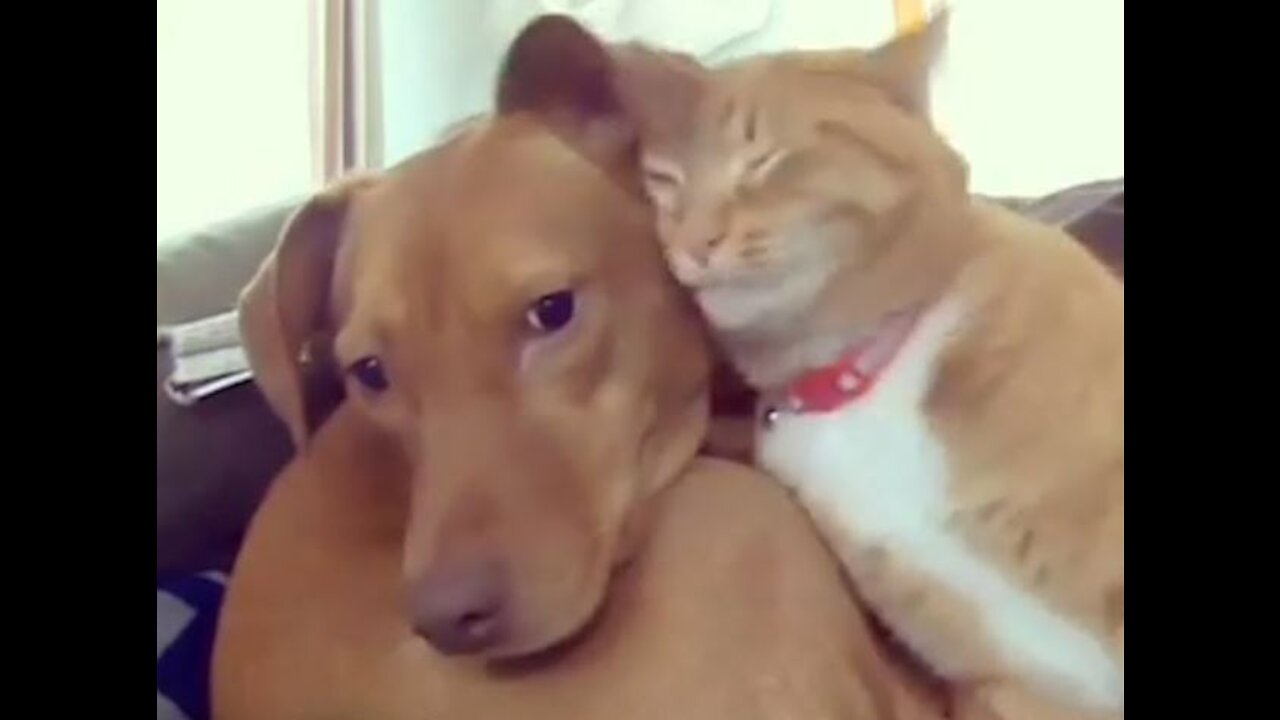 THE Awww!!! Moments Of Dogs and Cats Ever Caught On Camera