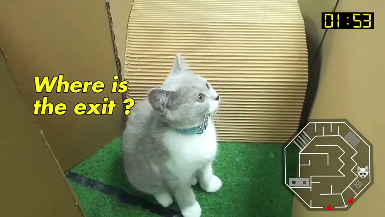 Cat Kitten 🐈 Hamster 🐹 vs Rabbit🐇 Who is the BEST? Battle in the GAINT Maze with Life of Pets Hamham
