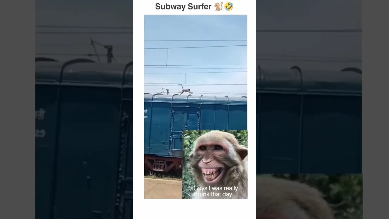 subway surfer monkey #funnymonkey #funnyannimals #subwaysurfers