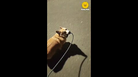 funny dogs