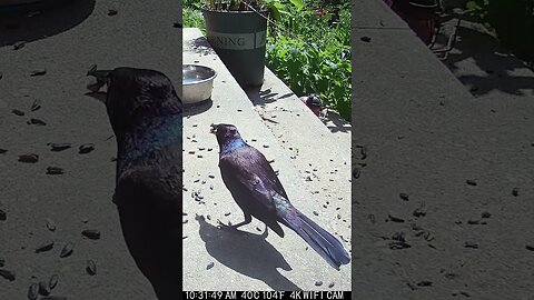 A Beautiful Grackle Visits! 😍