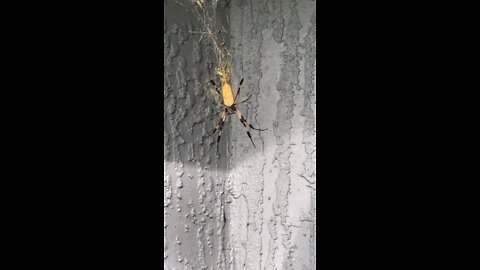 Golden Orb Weaver