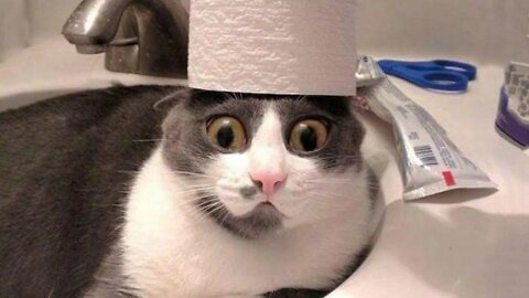 Cats talking and speak english #1