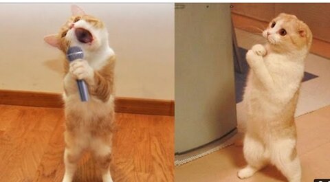 #funnydog #cutecat Funniest Animals - Best Of The 2021 Funny Animal Videos #41