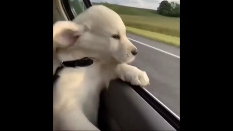❤ for this dog