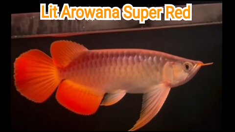 Lit Arowana Super Red