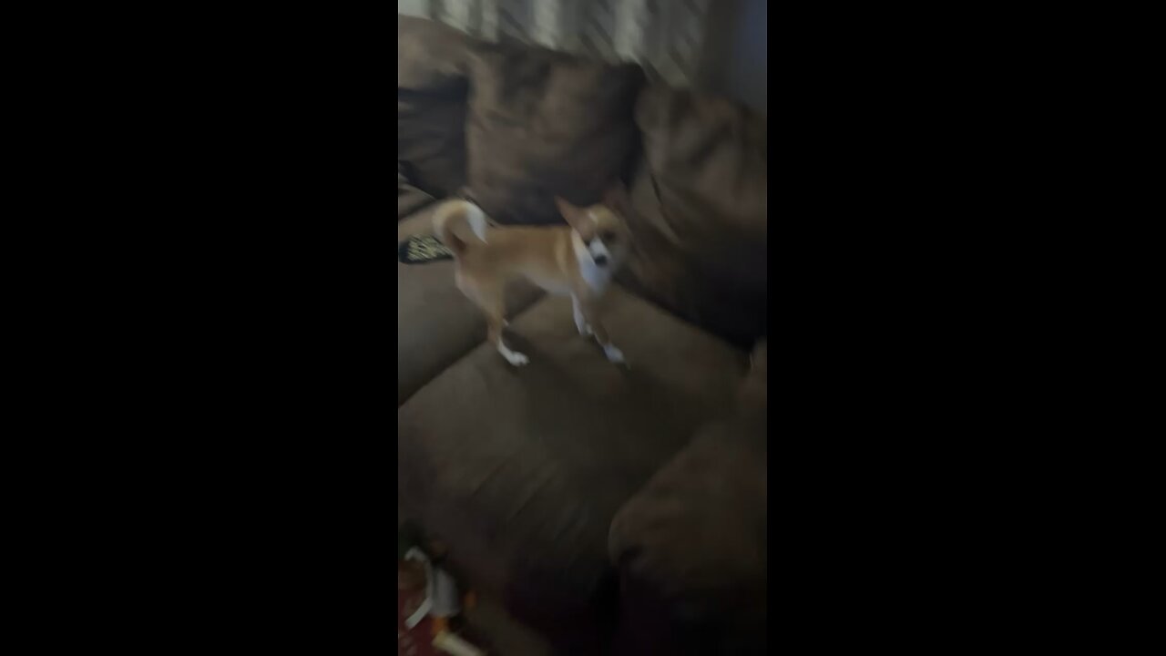 The “we”re done” puppy dance!