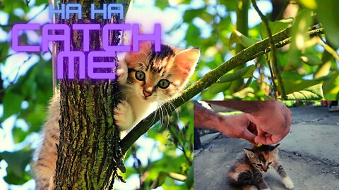 Cats : How to calm down & deactivate
