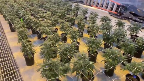 Greenhouse Week 3