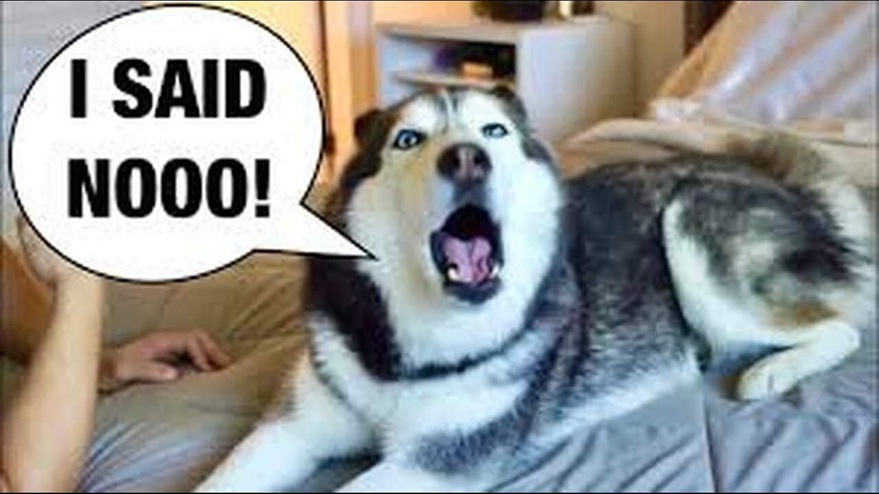 Get a Husky they said, It will be fun🤣🤣🤣😅😅😅-TRY NOT TO LAUGH