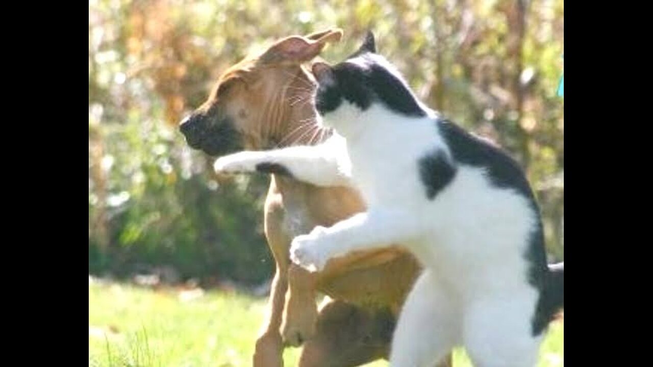 Funny Animal Videos - Funny Cat/Dog