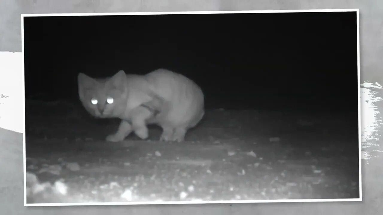 This Cat Doesn’t Smell, Never Drinks, and Its Paws Don’t Leave Prints-10