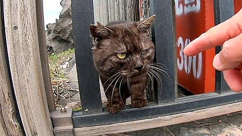 Stray cat with a little fierce look turned out to be a very friendly cat when I petted it