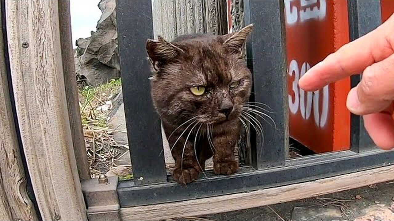 Stray cat with a little fierce look turned out to be a very friendly cat when I petted it