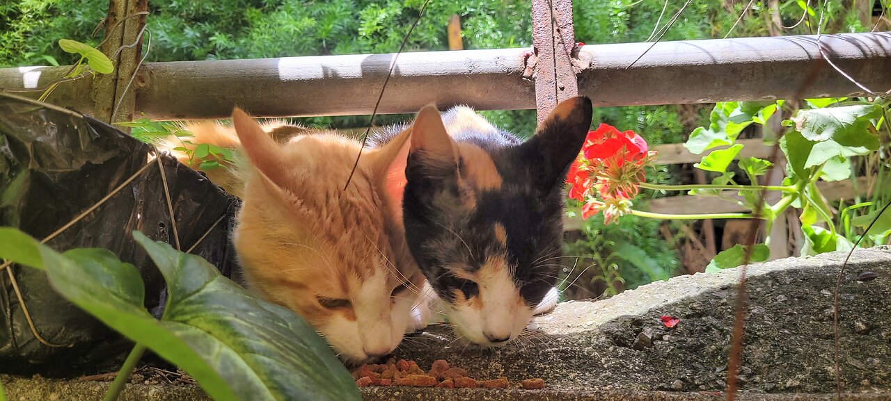 Cat snacks in Antigua Guatemala 🇬🇹 (tabby and calico)