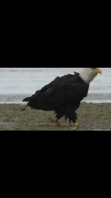 Nature will always keep you on your toes...👀 Right here is a #eagle eating a #shark