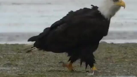 Nature will always keep you on your toes...👀 Right here is a #eagle eating a #shark